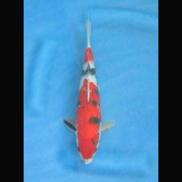 Red nidan showa f1
