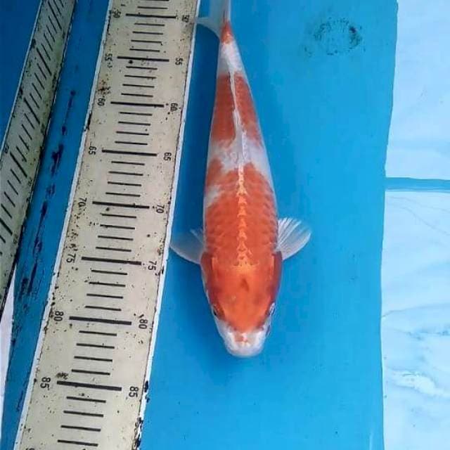 Hariwake 34cm