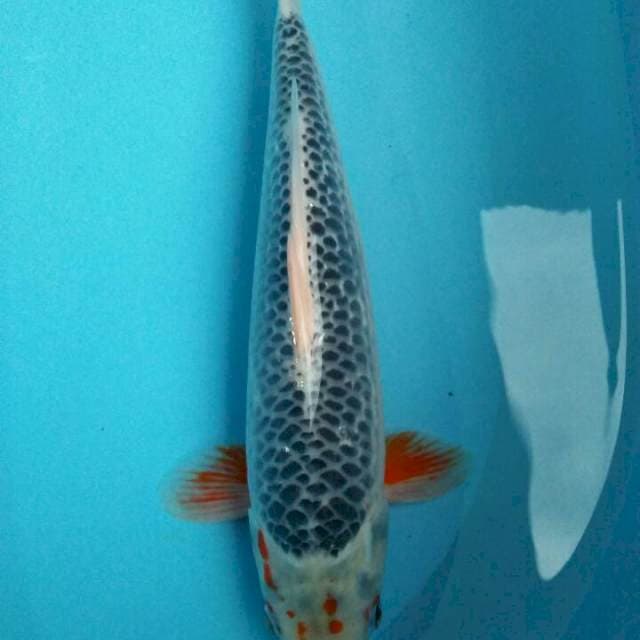 Asagi 37cm