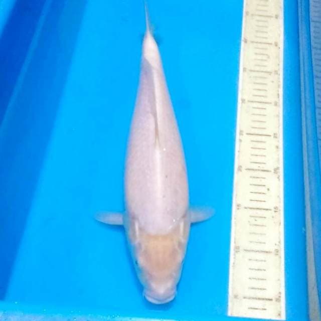White karasi 40bu