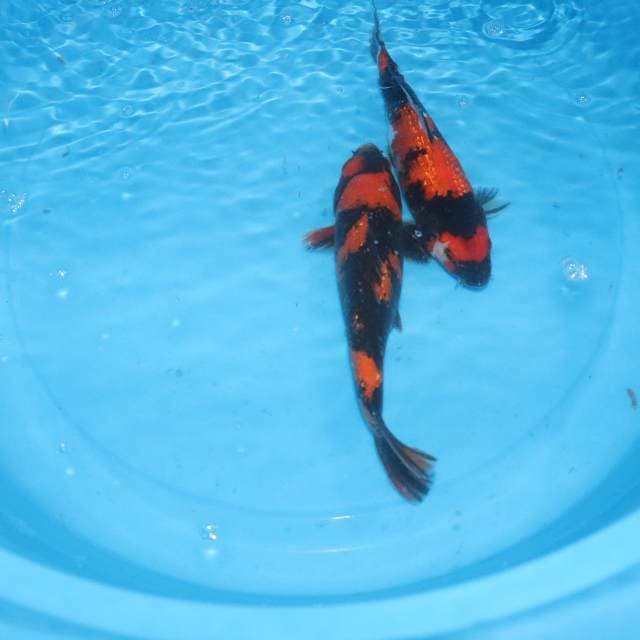 Showa&utsuri