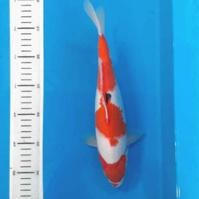 Showa 30cm
