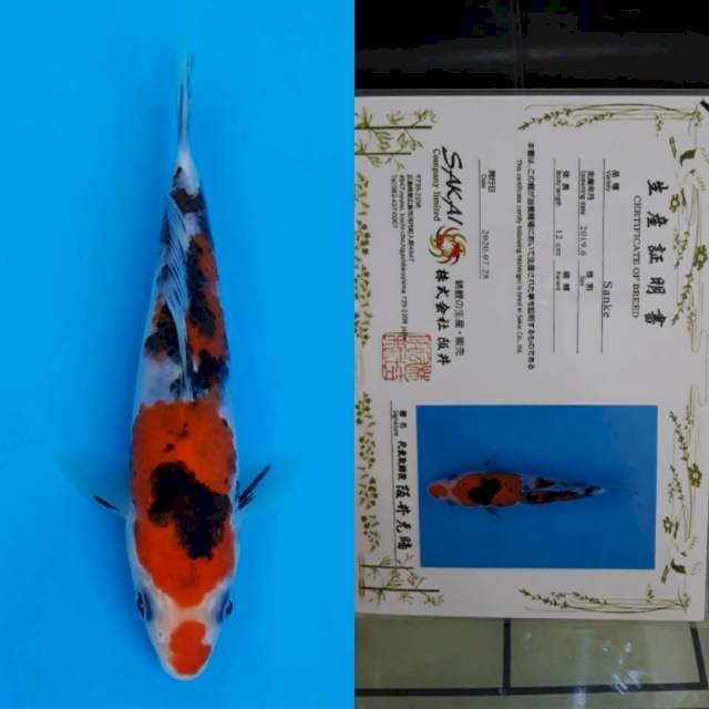 Sakai certy 15cm