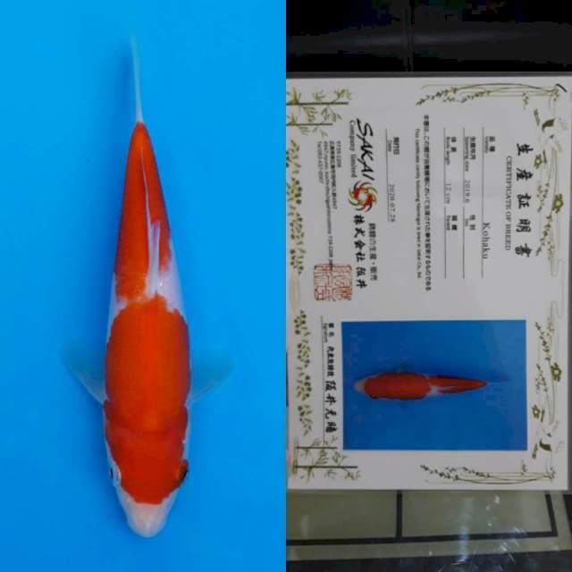 Sakai certy 16cm