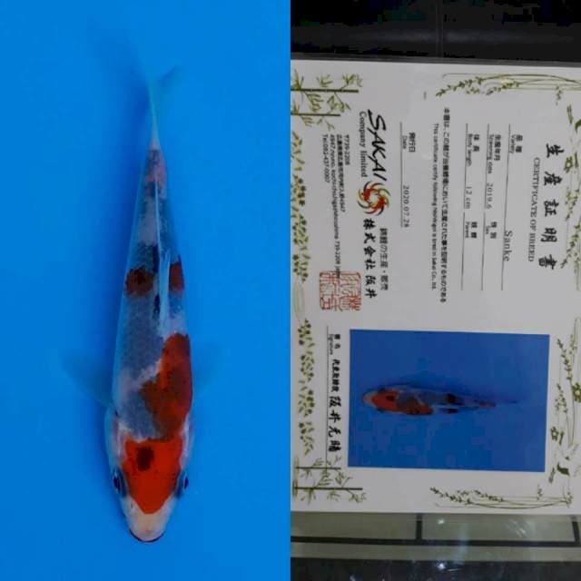 Sakai certy 13cm