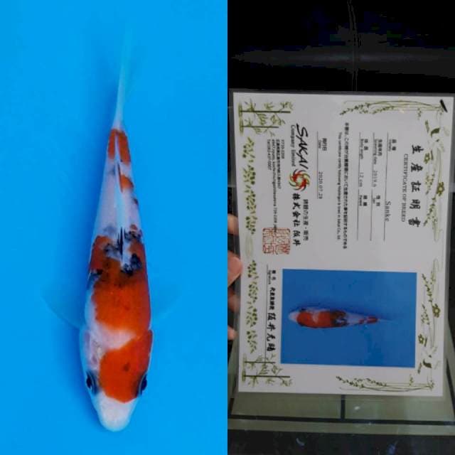 Sakai certy 13cm