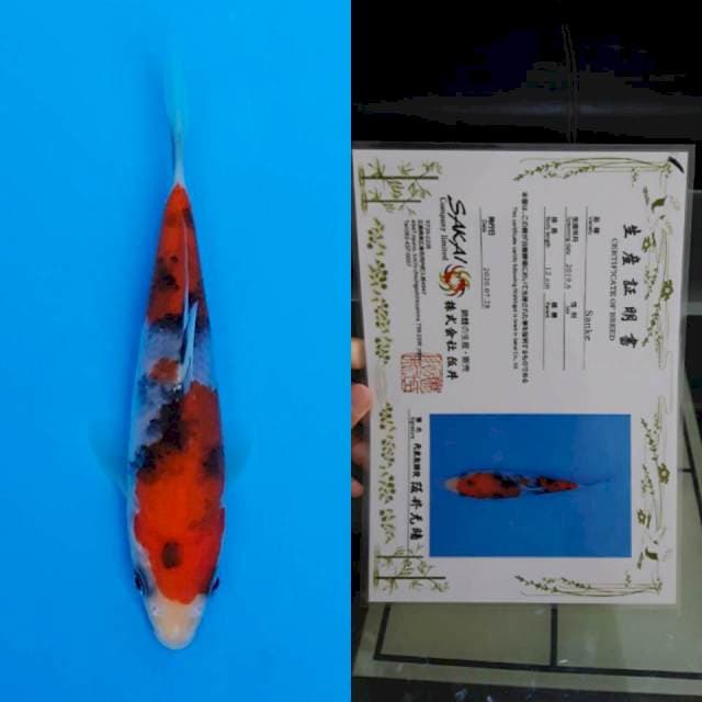 Sakai certy 13cm