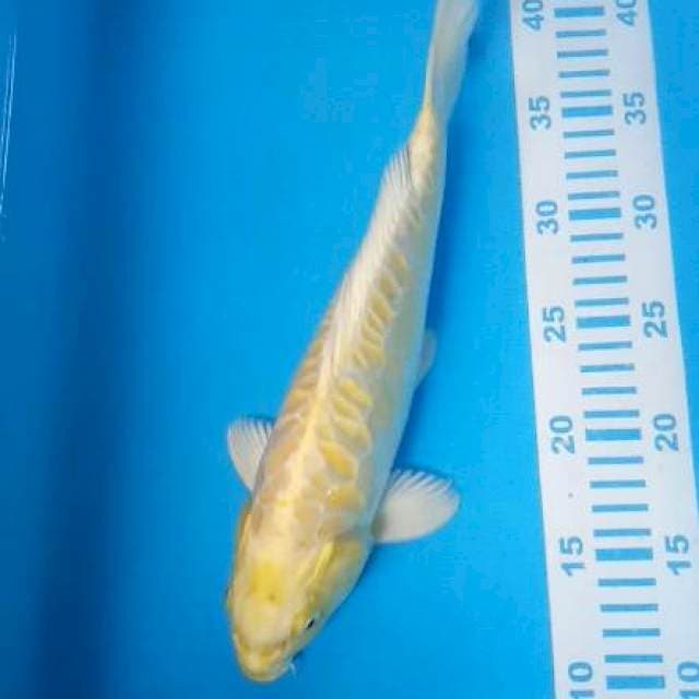Yamabuki Ogon Aragoke 30cm