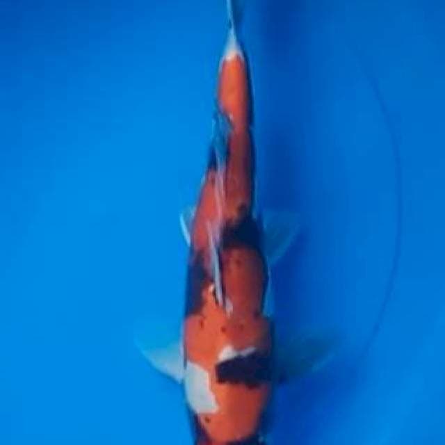 TM - Doitsu Showa 34cm (M)