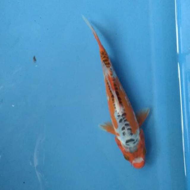 Sushui 16cm