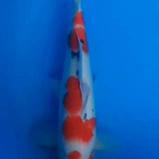 TM - Original Maruten Sanke (M) 38cm