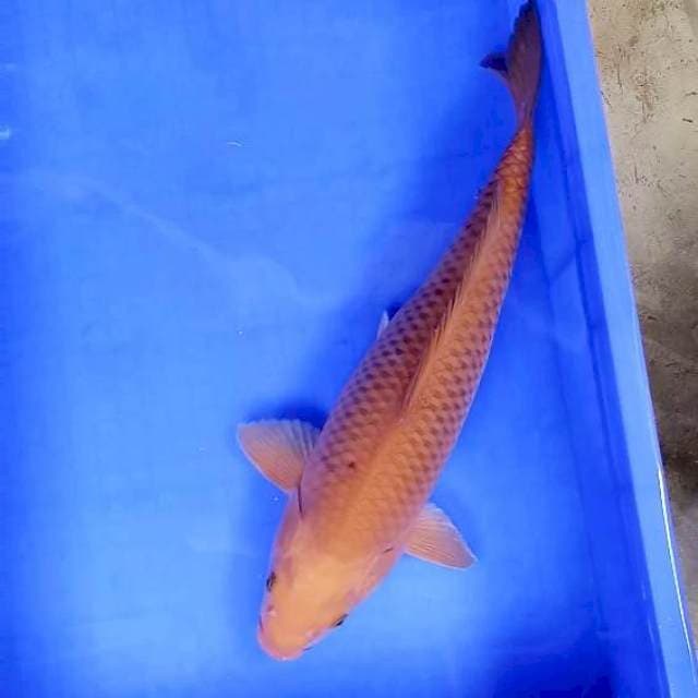 Tembaga || 44 cm