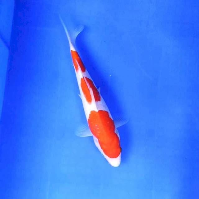 Kohaku 3 Step || 28 cm