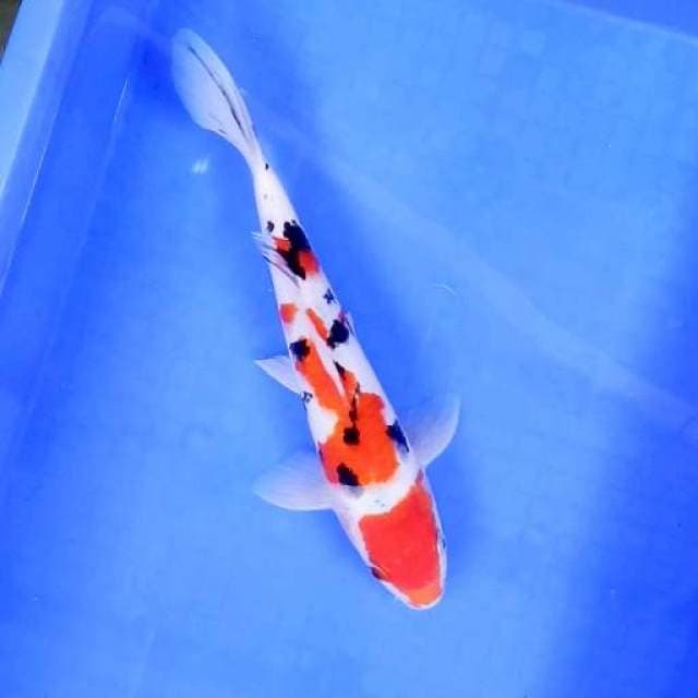 Sanke || 32 cm || Jantan