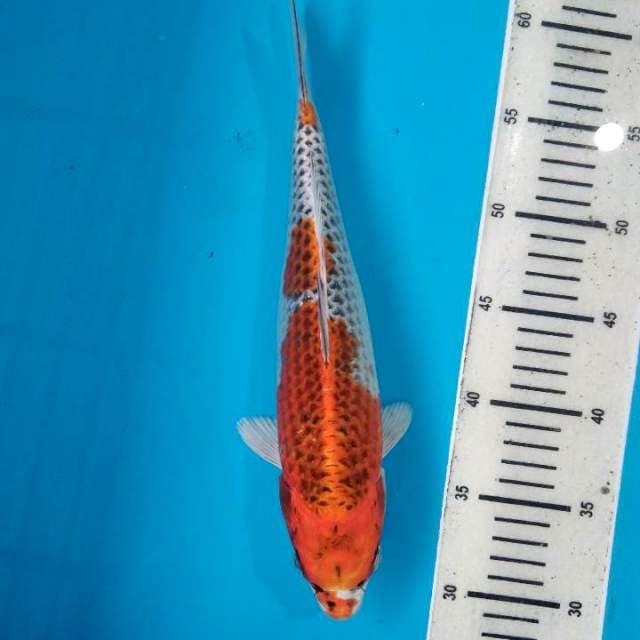 Kujaku 30cm