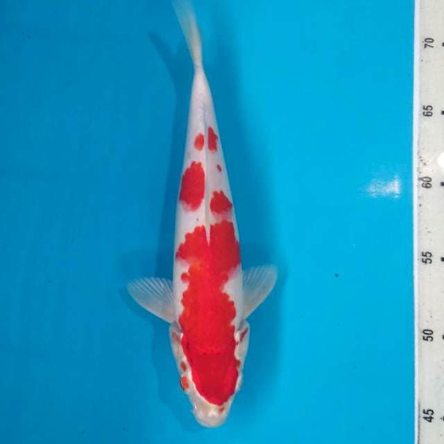 Sakura ogon 25cm