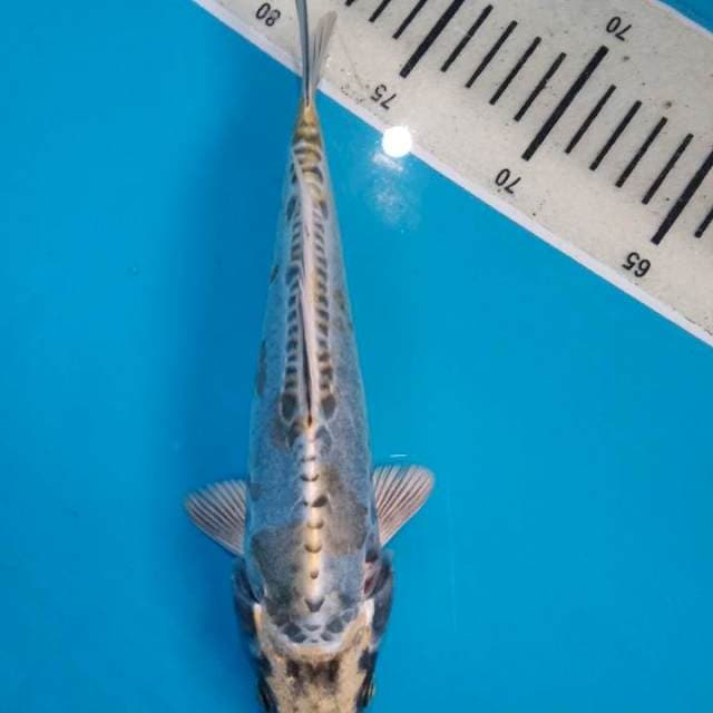 Kin kikoryu 24cm