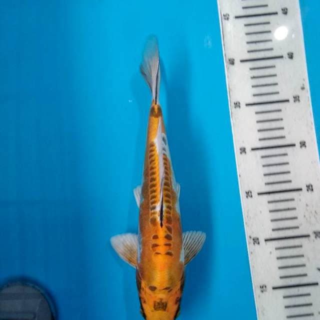 Kin kikoryu 30cm
