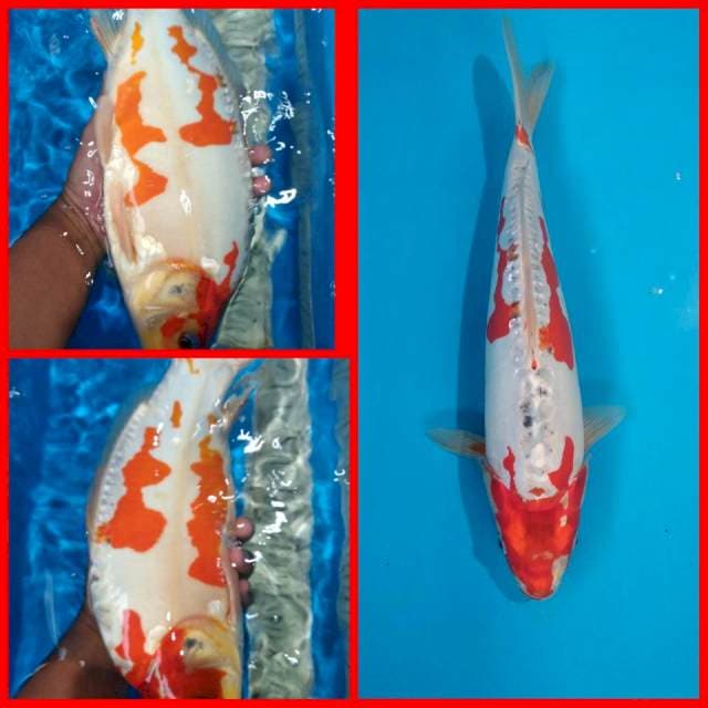 Beni kikoryu 40bu