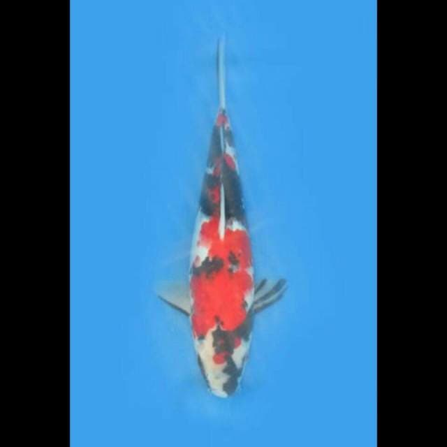 Red showa