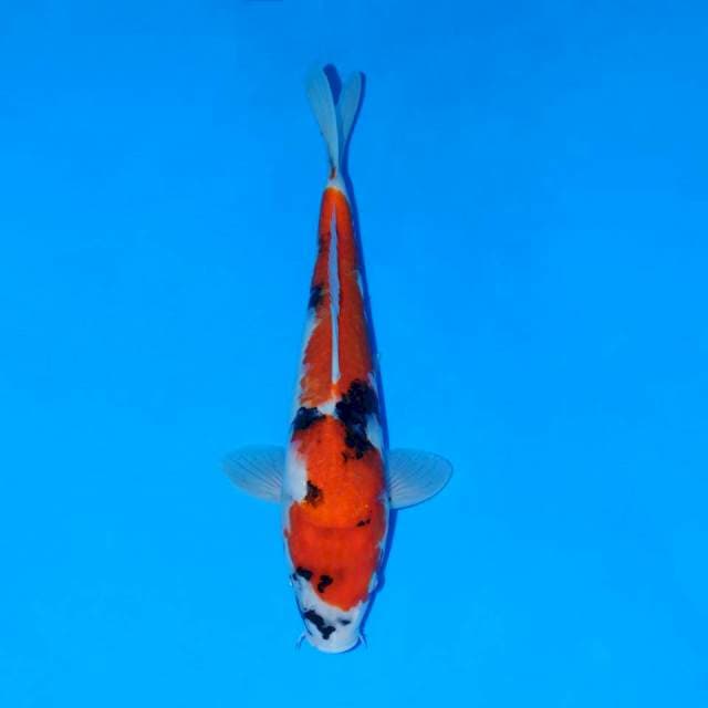Showa 31cm