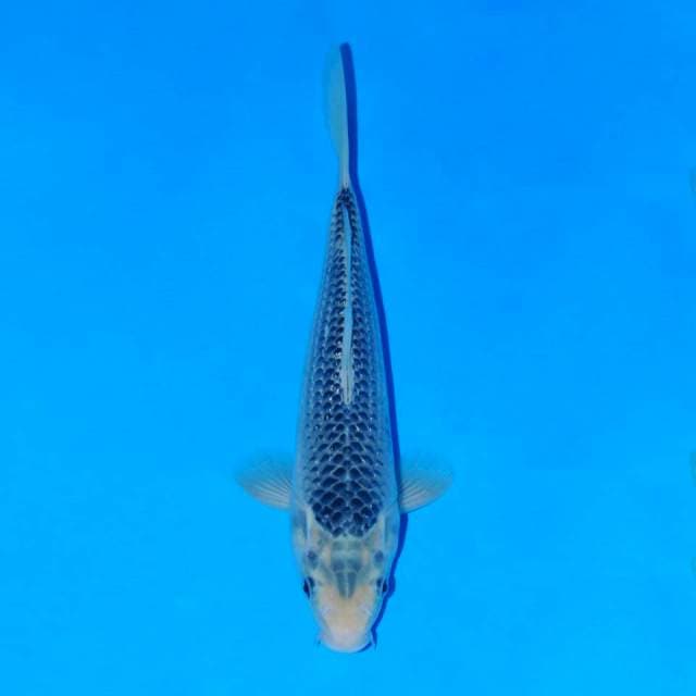 Asagi 29cm