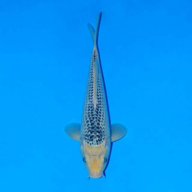 Asagi 30cm