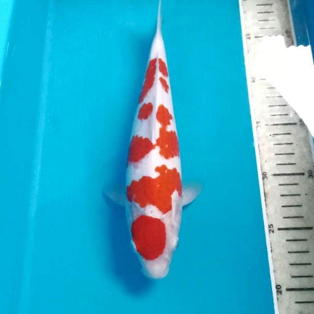 Kohaku, 28 cm
