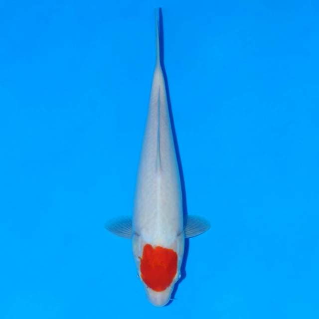 Tancho kohaku 27cm