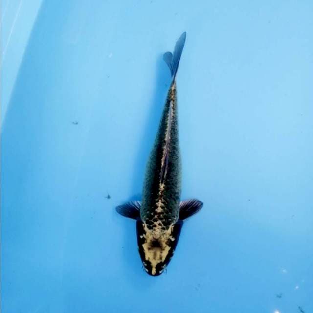 Kawari antik