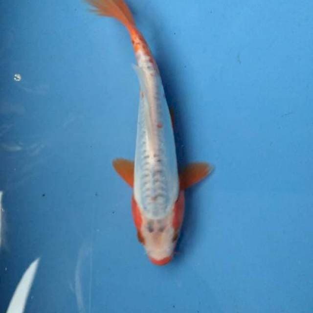 Sushui 17cm