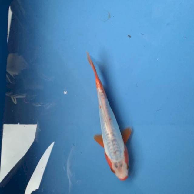 Sushui 17cm