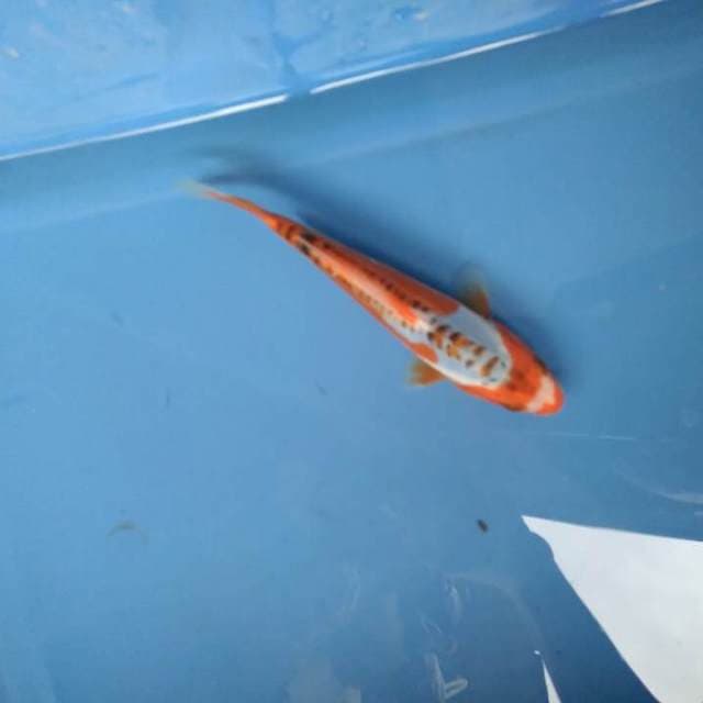 Sushui 16cm