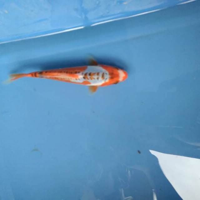 Sushui 16cm