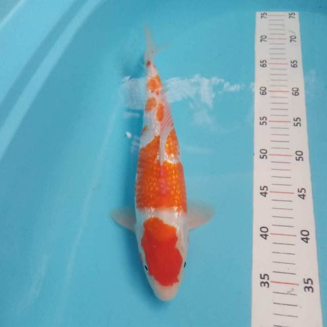 Kohaku ginrin 35cm(sirip sobek)bisa normal kembali