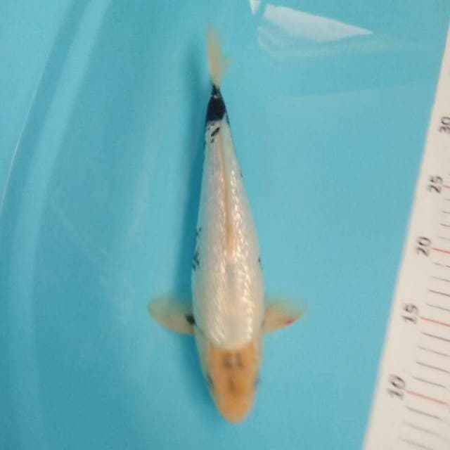 Shiro ginrin 31cm