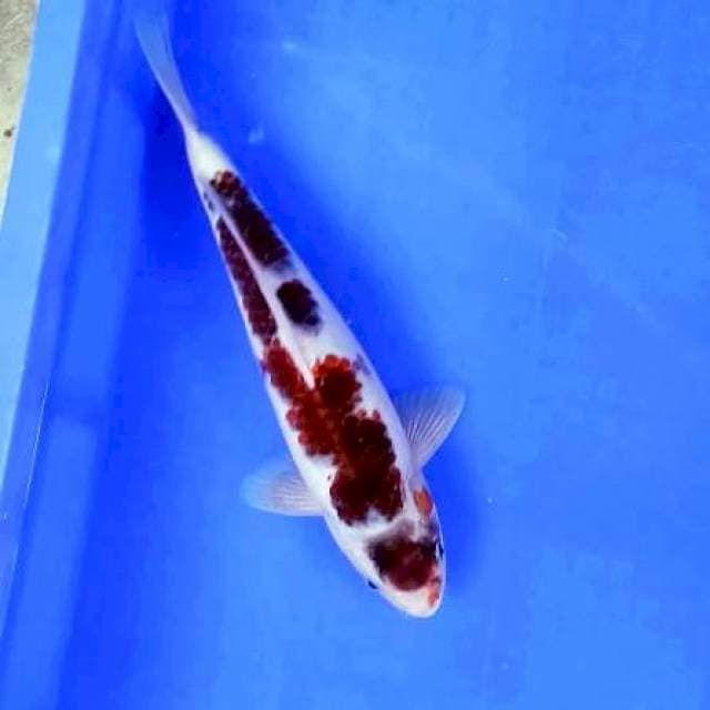 GOROMO # 30CM