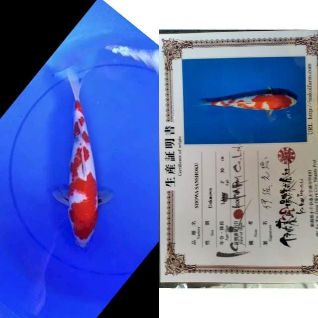 Showa isa koi farm serti