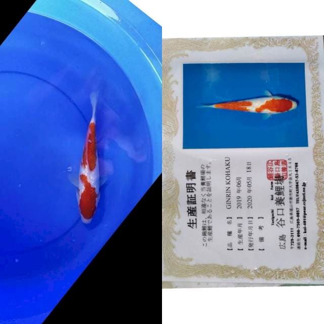 Kohaku gingrin taniguchi serti