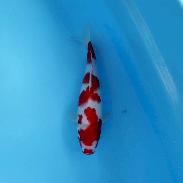Kohaku bloody mary