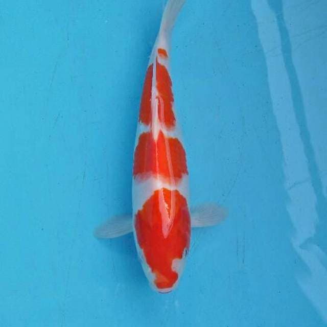 kohaku