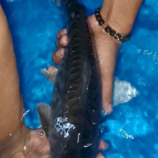 Pejinak jumbo