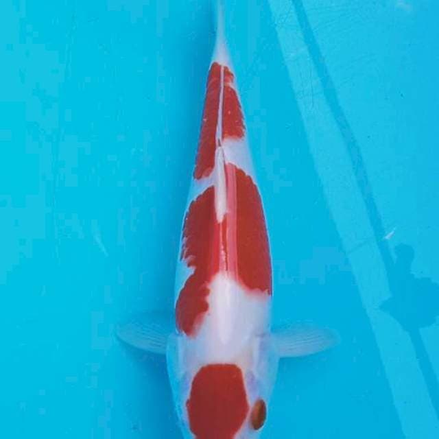 Kohaku