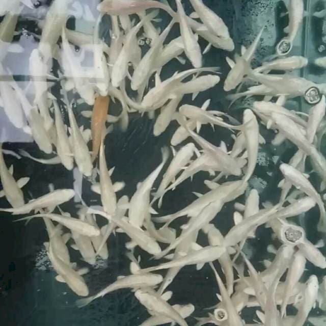 Platinum 10-15cm. 90 ekor