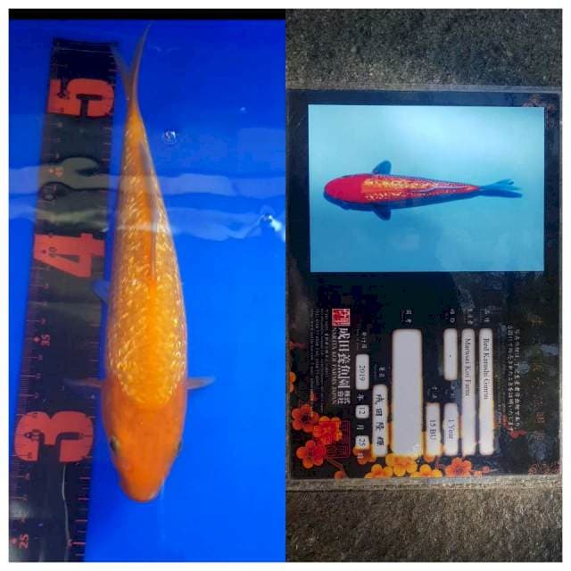 Red karashi marusei 26cm