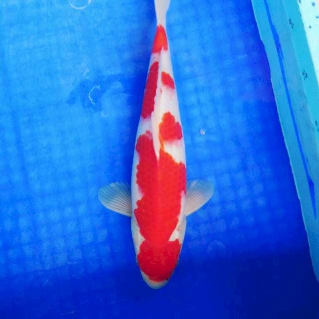 SANDAN kohaku 35cm