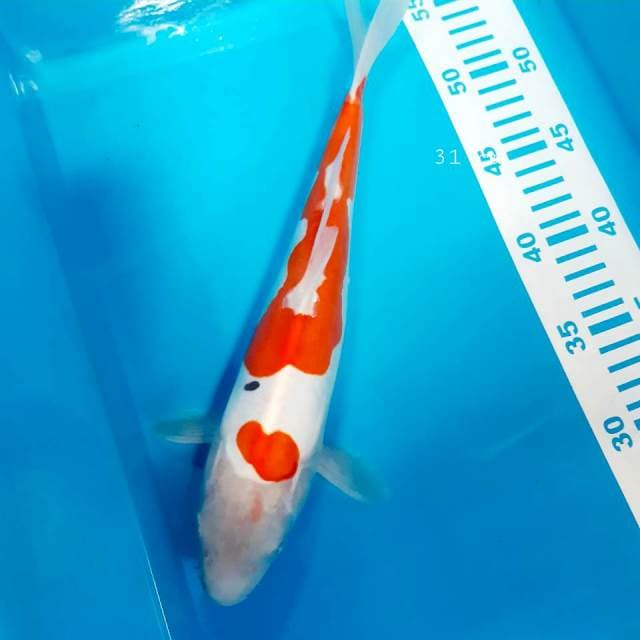 Sanke doit 31cm