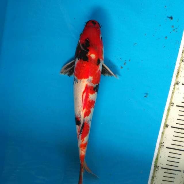Hishowa 37