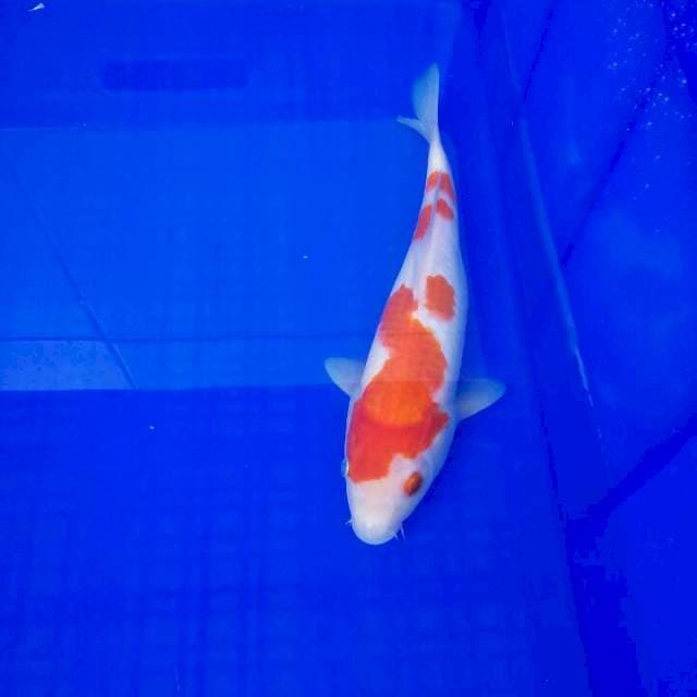 Kohaku