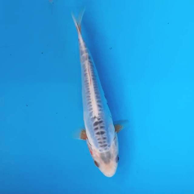 Baby shusui 15cm
